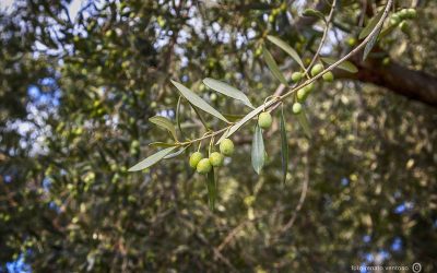 Raccolta dell’Olivo in Abruzzo